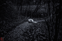 LR_01041_1